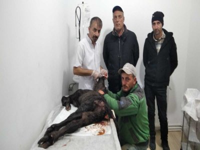 YAVRUYA ÇAKALLAR SALDIRDI